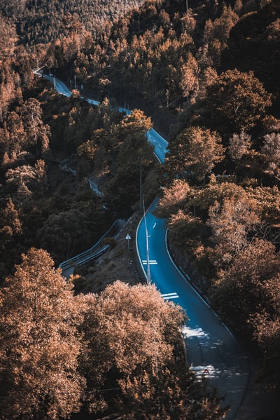 白天路旁的绿树